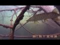 Щука и Плотва   - подводные съёмки
