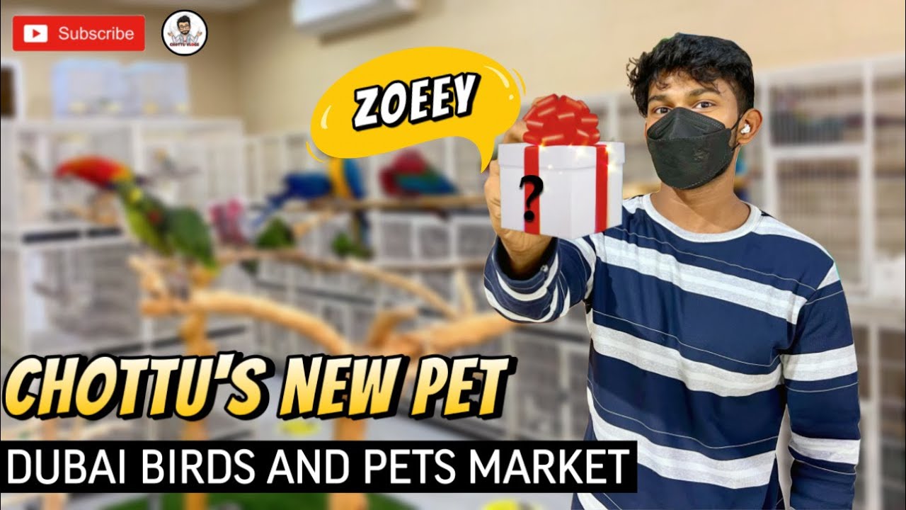 Introducing My New Pet | Dubai birds & pets market | Part 1 - YouTube