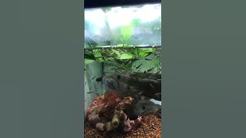 Cá lóc vây xanh ghép cặp sinh sản thành công
