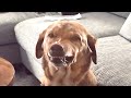 Guilty dog is so funny   try not to laugh