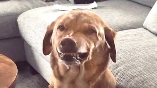 Guilty Dog is SO FUNNY  | Try Not to Laugh