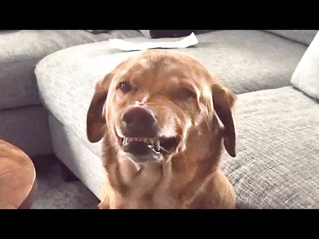 Guilty Dog is SO FUNNY 🤣 | Try Not to Laugh class=