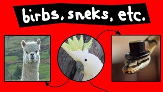 Birbs, Sneks, & Other Aninmals