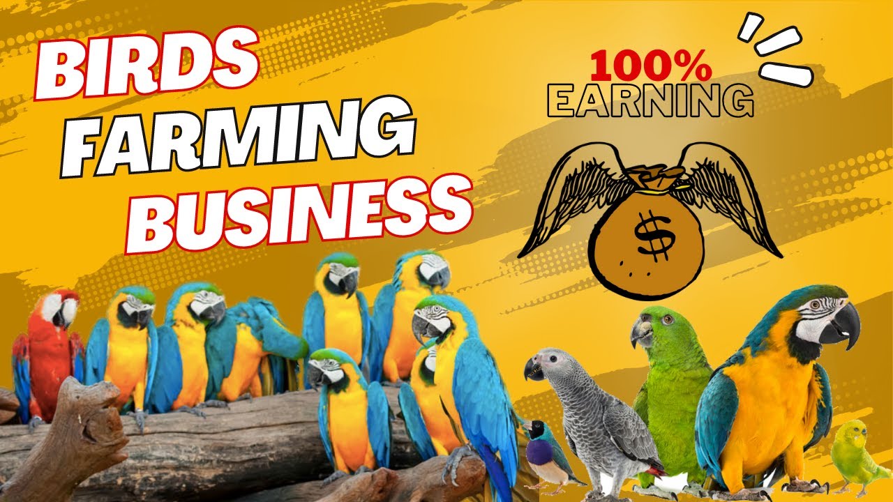 How To Start Birds Business | High Profitable Business | Bird Farming ...