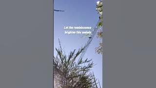 Jida - Autumn breeze (Ft. Rachel Lim) Lyrics