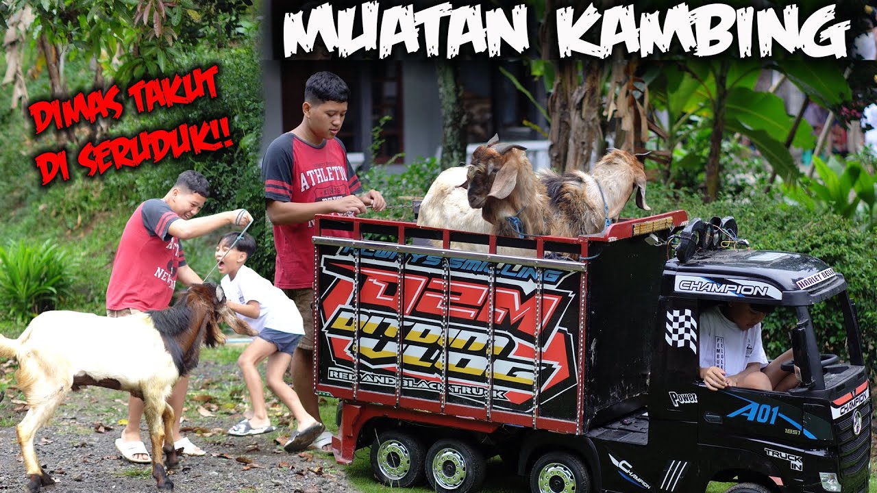 MUATAN KAMBING LAGI!! DITDIM BANTU MUAT KAMBING BESAR..