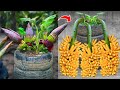 Techniques for grafting banana tree using banana fruit get amazing results  grafting banana tree