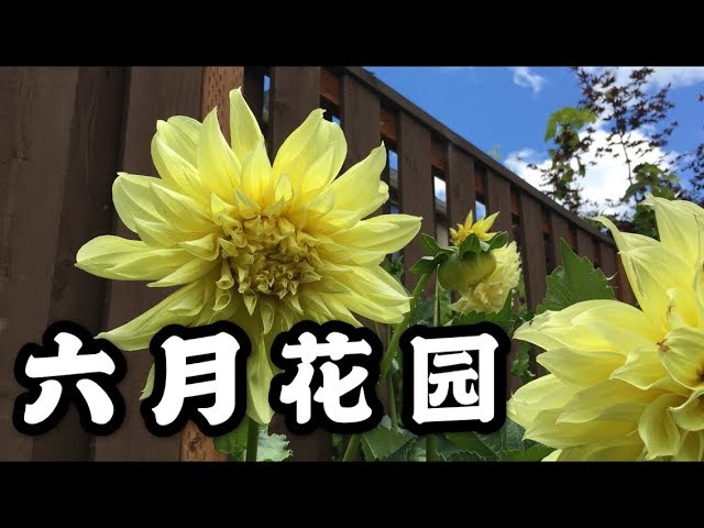 六月花园欣赏2019 绣球芍药大丽花薰衣草萱草玫瑰草莓 花园设计 June Garden Tour 2019 Real Simple Jill Youtube