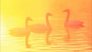 ショスタコーヴィチ: ジャズ組曲第2番(舞台管弦楽の為の組曲)：ワルツ[第2番]［ナクソス・クラシック・キュレーション #コミカル］