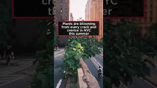 Plants are blooming from every crack and crevice in NYC this summer