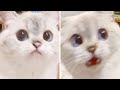Funniest Cats 😹 And Dogs 🐶 -Try Not To Laugh Challenge 2020