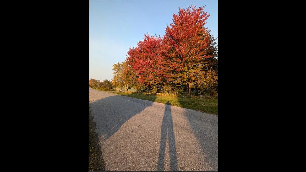 Fall Garden Tour and Harvest - YouTube