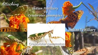 Indian Fritillary Vs Creobroter Gemmatus Indian Fritillary Didnt Escape From Creobroter Gemmatus