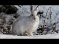 How Did This Hare Escape An Avalanche?