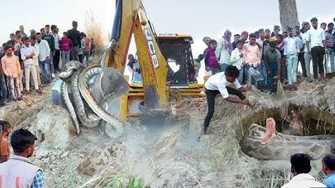 जेसीबी से खुदाई करके अजगर सांप को शाही बिल में से निकाला || जमीन के नीचे बिल बनाकर रह रहे थे अजगर