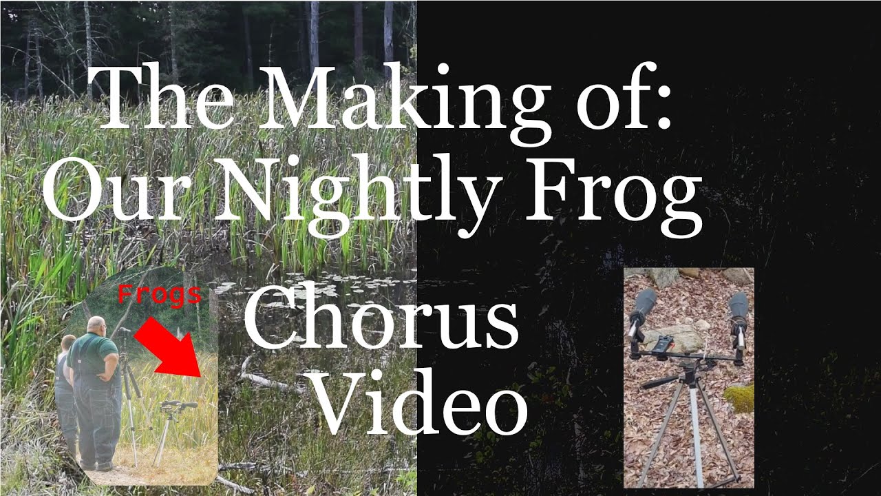 Captured Nature - The Making of our Frog Chorus Video