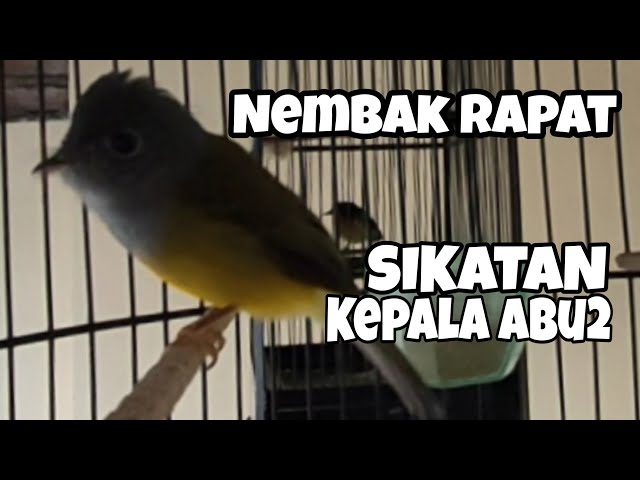 Burung sikatan kepala abu-abu gacor mantap class=