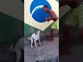 Brazilian Dog Dancing With A Boy Brazil Dance Ytshorts Brazilian Dog Dancing With A Boy Brazil Dance Ytshorts