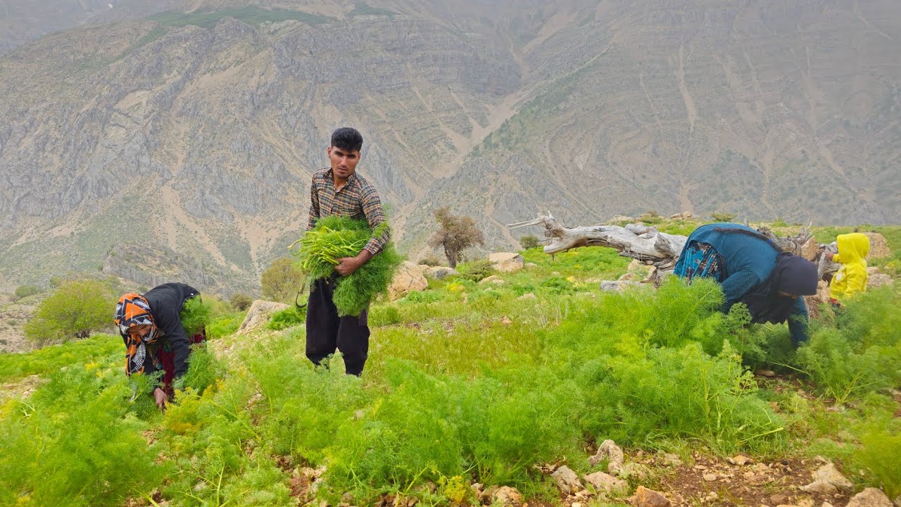 ИРАН кочевая жизнь |  Кочевой образ жизни Ирана |  косить траву для овец и непроходимые дороги