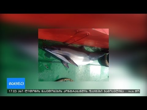 გემის კაპიტანმა დელფინი მოკლა