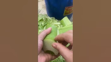 the process of peeling the bark of taro trees #shorts