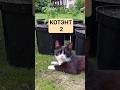 Экстренный выпуск котэнта!