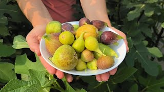 картинка: Инжир в кадках. Сбор и дегустация 08.09.2024.