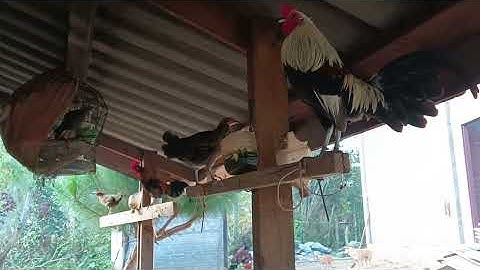 Qaib Seb f2 10/12/2025