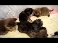 Chatons Selkirk Rex Kittens の動画、YouTube動画。