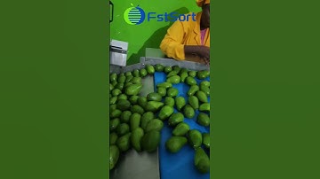 Avocado washing sorting machine,fruit processing plant,avocado waxing and grading line