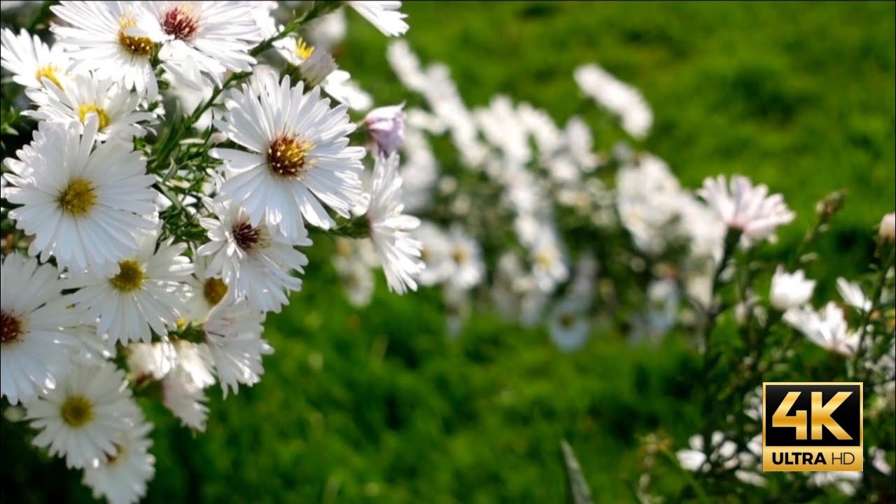 1 Hour Gentle Spring Flowers | Copyright Free Screensaver | Nature Video Asset