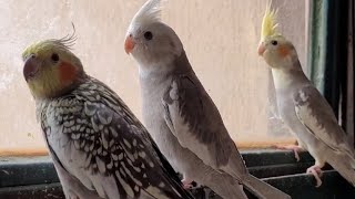 COCKATIEL SOUNDS Happy COCKATIEL Singing COCKATIEL BIRD Songs Cockatiel bird chirping a lot