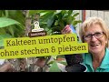 Wie geht das? 🌵 Kaktus umtopfen ohne pieksen und stechen, ohne autsch und Pflaster!