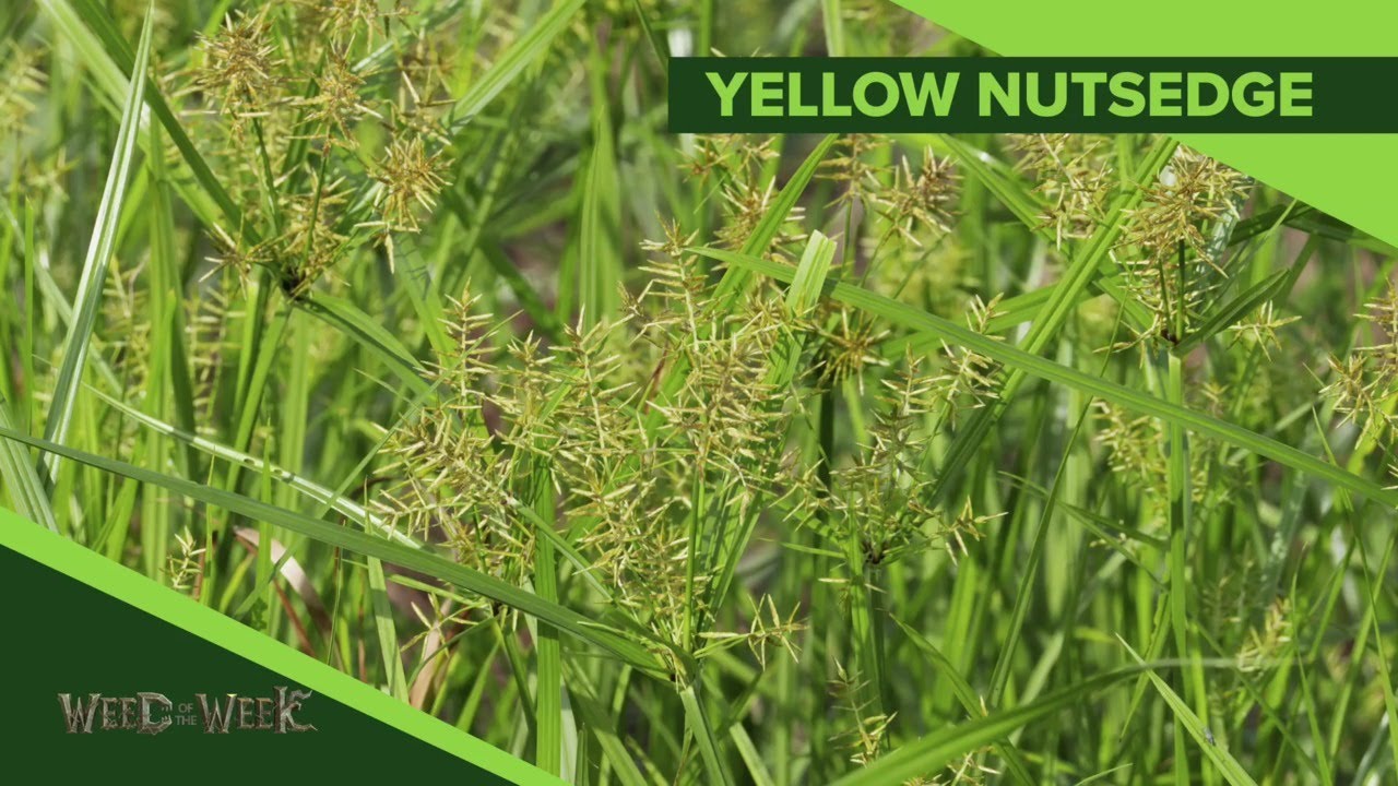 Weed of the Week #1102 Yellow Nutsedge (Air Date 5-19-19)