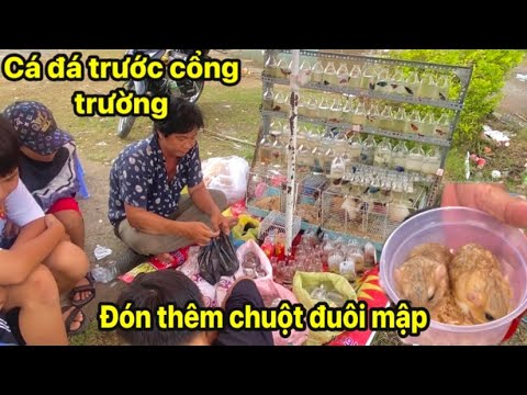 Video Lần đầu nuôi chuột đuôi mập mua cá trước cổng trường... - youtube