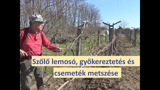 Lemosó permetezés, gyökereztetés és csemeték metszése március végén