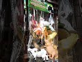 Farm Animals Toys Shorts 