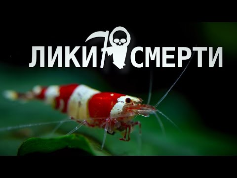 Видео: Аквариумные креветки и лики смерти