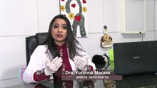 De gato úlcera de pata