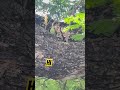 On the air #parrot #shortsfeed #shortsvideo #animals #trending #shortsviral #birds #birdfreaks
