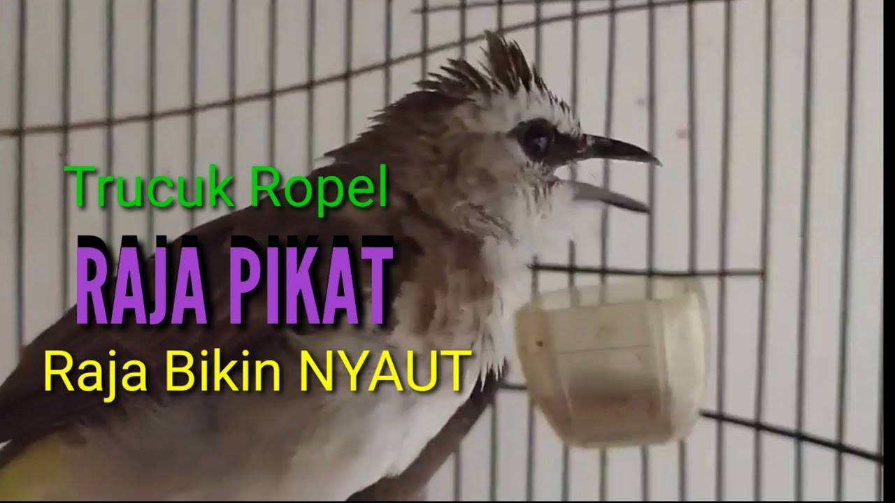 KICAU SUARA trucukan Ropel RAJA PIKAT Bikin NYAUT 