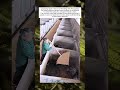 Capturing Quills How a Cardboard Board Simplifies Working with Porcupines #usa #shorts