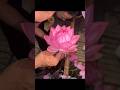 不是花不為妳開，是妳沒掌握技巧 #社會百態 #人生百態 #花#盛開