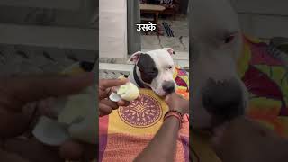 How to give tablet to your aggressive dog? 🐕 || Aggressive dog ki deworming kese krein? ✅ ||