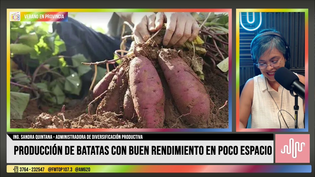 Ensayos sobre producción de batatas