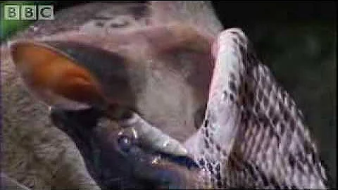 Attenborough Fully Grown Python eating a Deer - Life in Cold Blood