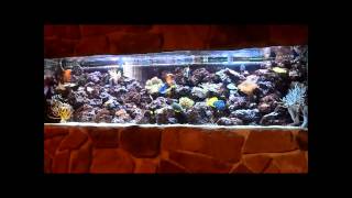 http://TerraReef.com TerraReef Aquariums maintains high quality aquatic displays for homes and businesses. Our full-service 