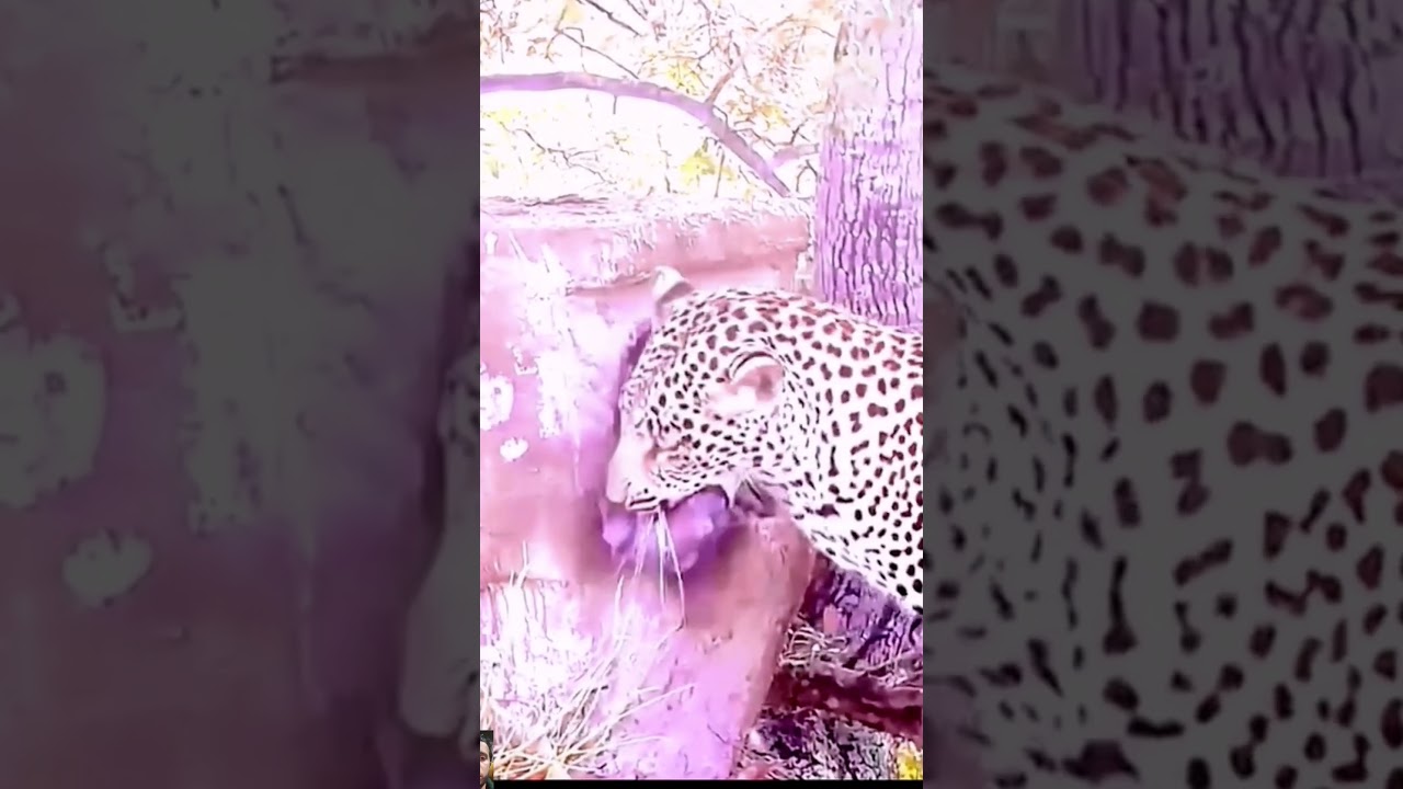 #lions #حيوانات #النمر #الاسد #animals #buffalo #الجاموس #wilddogs #hyenas #الحمار #zebra