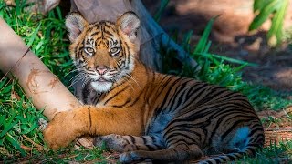 Tiger Cubs Pounce & Play