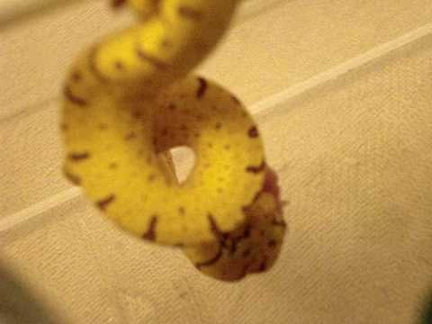 Baby Green Tree Python Eating!  CHONDRO NEONATE FEEDING!